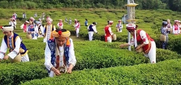 桑植白族茶农采茶.webp.jpg 桑植白族茶农采茶.webp.jpg