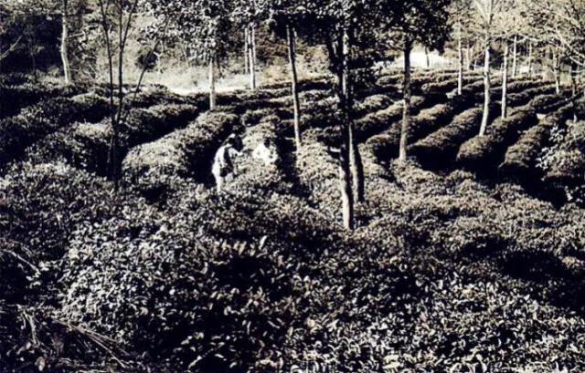 70年代的岳麓山茶园.jpg 70年代的岳麓山茶园.jpg