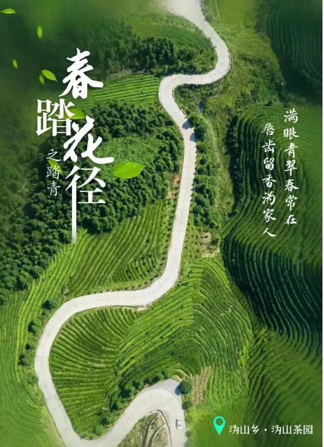 宁乡沩山片区的沩山茶园.jpg 宁乡沩山片区的沩山茶园.jpg