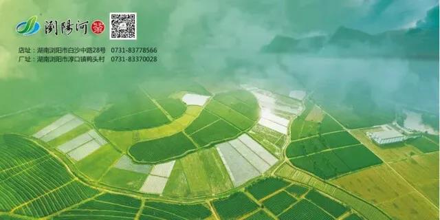 浏阳淳口片区的银峰茶园.jpg 浏阳淳口片区的银峰茶园.jpg