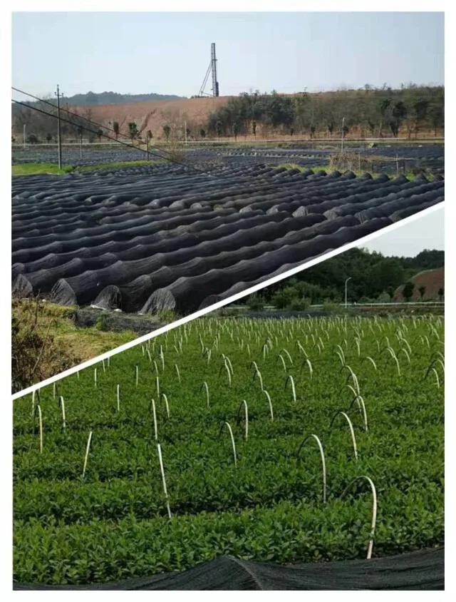 长沙县高桥镇腾辉茶苗繁育基地.jpg 长沙县高桥镇腾辉茶苗繁育基地.jpg