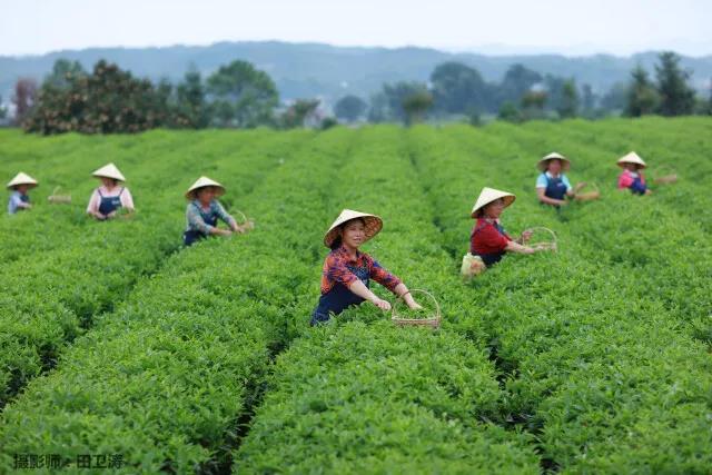 全国三十座最美茶园之一——金井茶园.jpg 全国三十座最美茶园之一——金井茶园.jpg