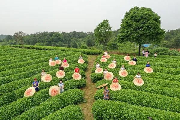 溪清茶园“拍大片”.jpg 溪清茶园“拍大片”.jpg